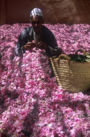 Mann mit Rosen in Kelaa M'Gouna.jpg