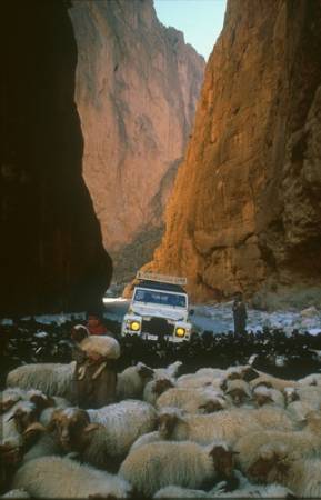 Todhra-Schlucht mit Schafherde.jpg