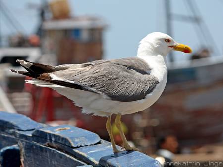2009-06_Essaouira_Port_04.jpg